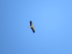 Ciconia ciconia