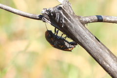 Hippomelas sphenicus