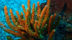 Ptilocaulis walpersii