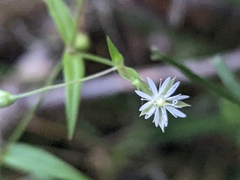 Stellaria longifolia