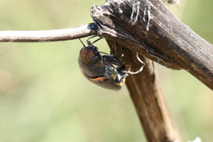 Hippomelas sphenicus