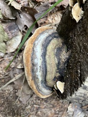 Phellinus igniarius