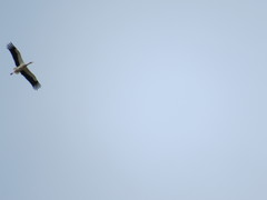 Ciconia ciconia