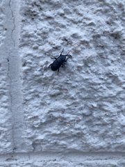 Scyphophorus acupunctatus