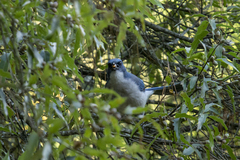 Aphelocoma wollweberi