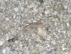 Paravaejovis confusus