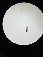 Meromyza