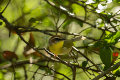 Basileuterus rufifrons