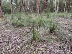 Xanthorrhoea minor lutea