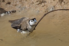 Stizoptera bichenovii