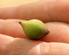 Amphibolips
