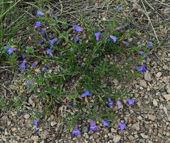 Penstemon caespitosus