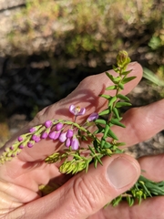 Comesperma
