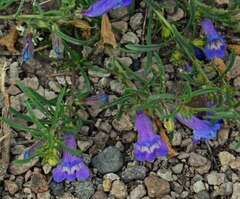 Penstemon caespitosus