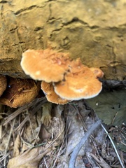 Pycnoporellus fulgens
