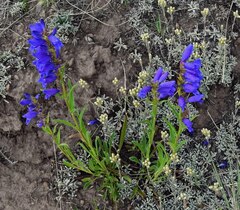 Penstemon strictus