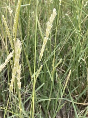 Hilaria