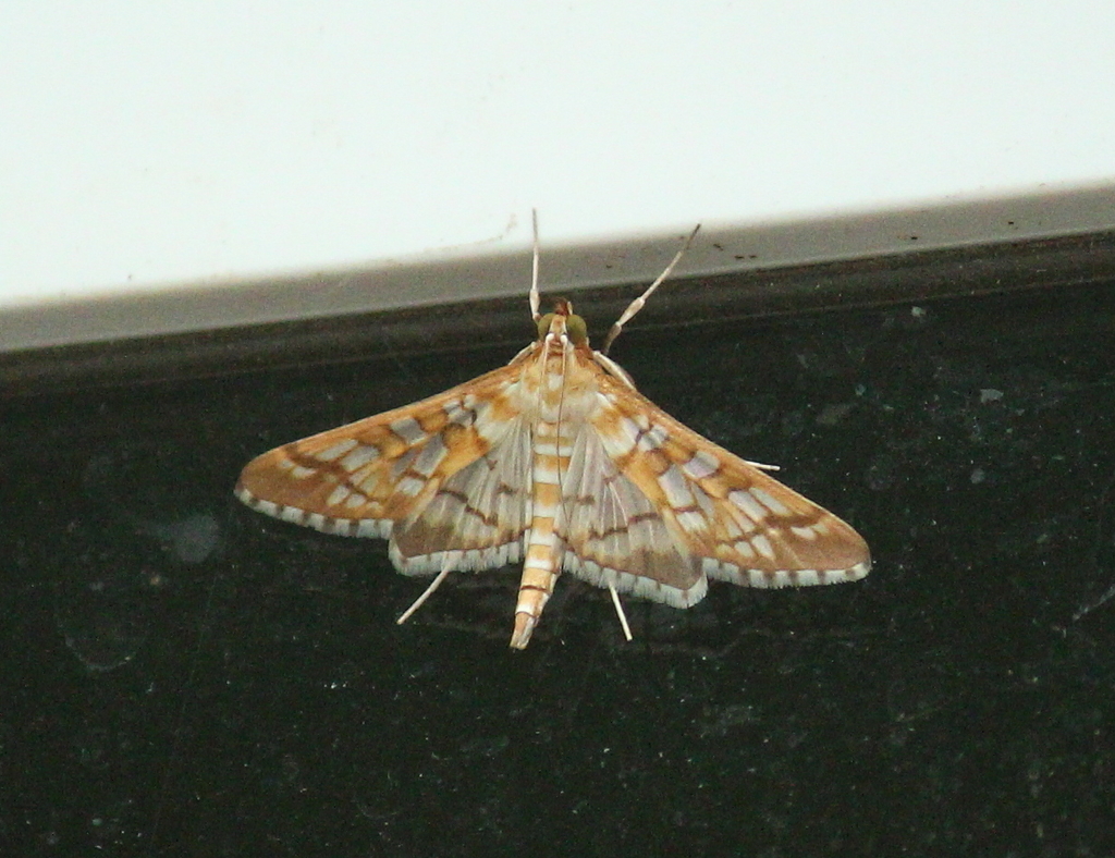 Orange Epipagis Moth