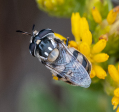 Copestylum marginatum