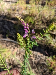 Comesperma