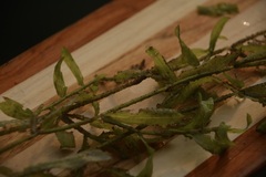 Potamogeton gramineus