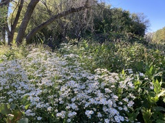 Symphyotrichum firmum