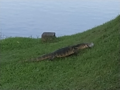Varanus salvator macromaculatus
