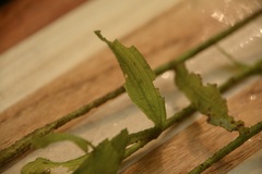 Potamogeton gramineus