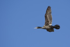 Phalacrocorax sulcirostris
