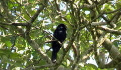 Tachyphonus coronatus