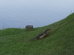 Varanus salvator macromaculatus