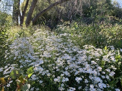 Symphyotrichum firmum