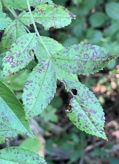 Diplocarpon rosae