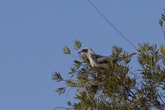 Coracina novaehollandiae