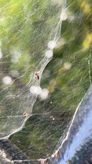 Frontinella pyramitela