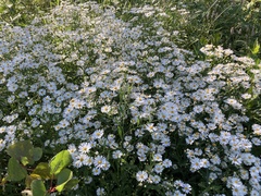 Symphyotrichum firmum