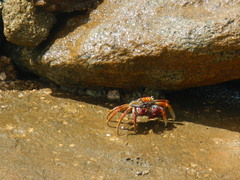 Grapsus grapsus