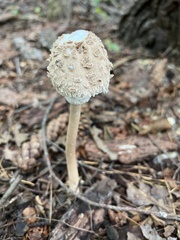Macrolepiota ameriprocera