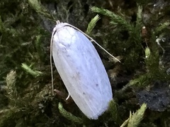 Antaeotricha albulella