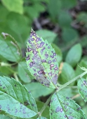 Diplocarpon rosae
