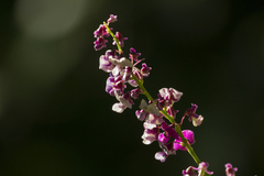 Oxyrhynchus populneus