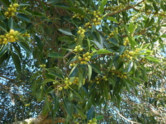Ficus rubiginosa