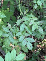 Diplocarpon rosae