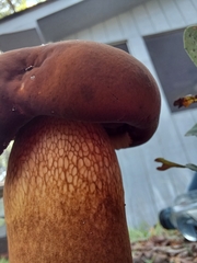Neoboletus erythropus