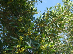 Ficus rubiginosa
