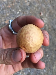 Andricus vacciniifoliae