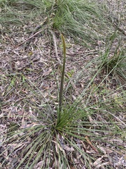 Xanthorrhoea minor lutea