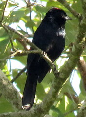 Tachyphonus coronatus