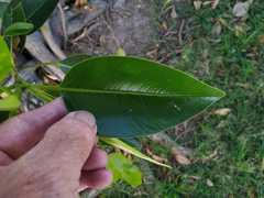 Ficus rubiginosa