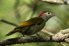 Colaptes rubiginosus
